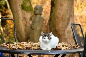 314332098_803056381137209_8964828258845904538_n