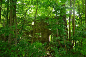 Dwor_soltysow_w_Niemojowie_ruina_Niemojow_4128234